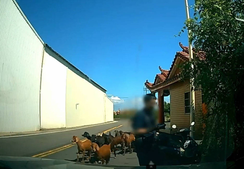 19隻羊集體逃家！岡山警方找40分鐘揭開「追人」原因
