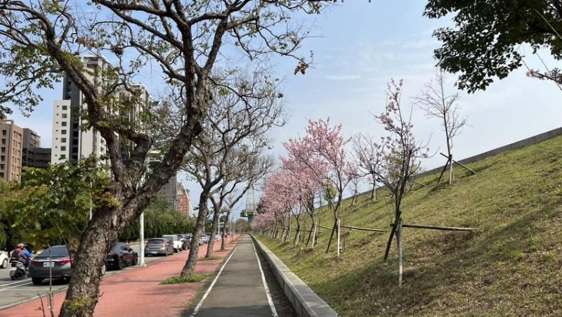 竹縣粉色「迎賓大道」?!　竹北興隆路旁櫻花綻放彷彿一幅絕美的春日風景畫