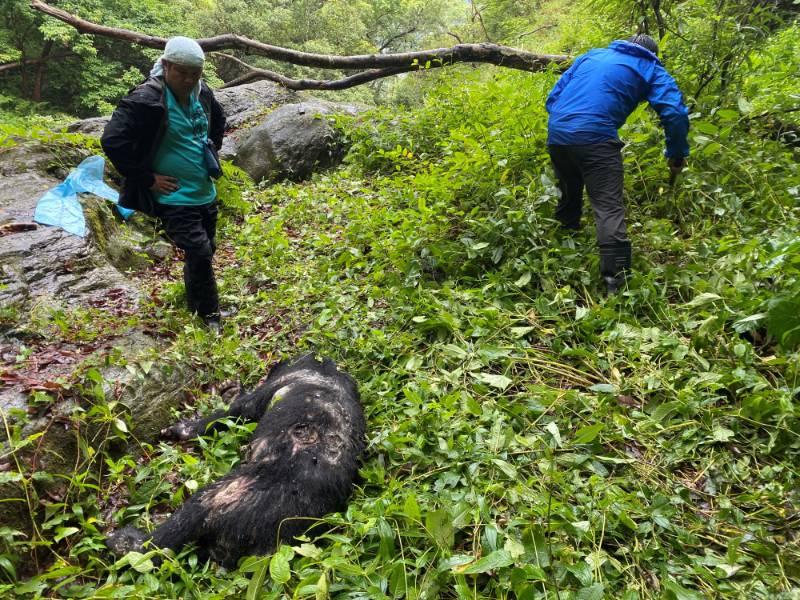 繫放臺灣黑熊慘死瀑布下 竟是被槍殺中彈